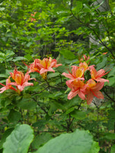 Load image into Gallery viewer, Gregory Bald Seedlings ( R. arborescens x R. bakeri x ?)