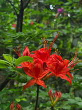 Load image into Gallery viewer, Gregory Bald Seedlings ( R. arborescens x R. bakeri x ?)