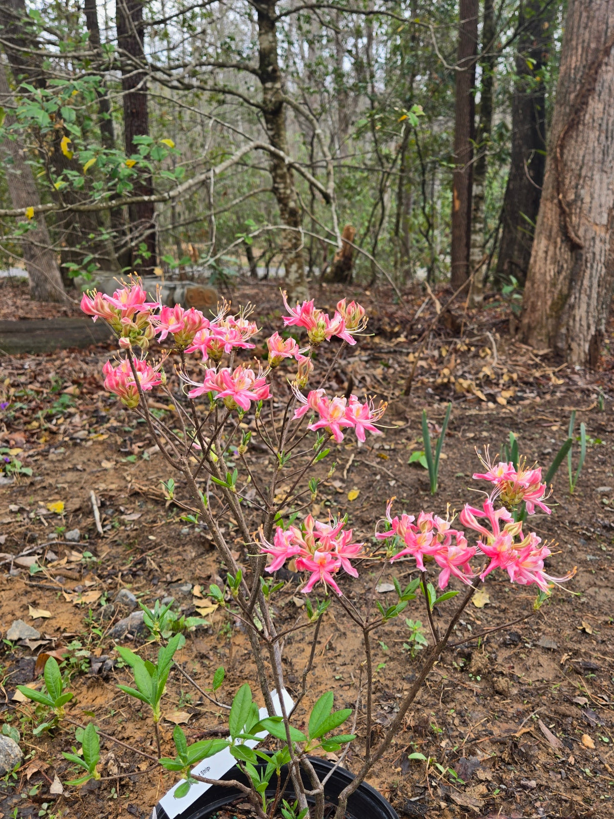 Pink Peppermint Stripe – Mountain Mist Nursery