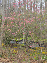 Load image into Gallery viewer, R. periclymenoides (Pinxter Azalea)
