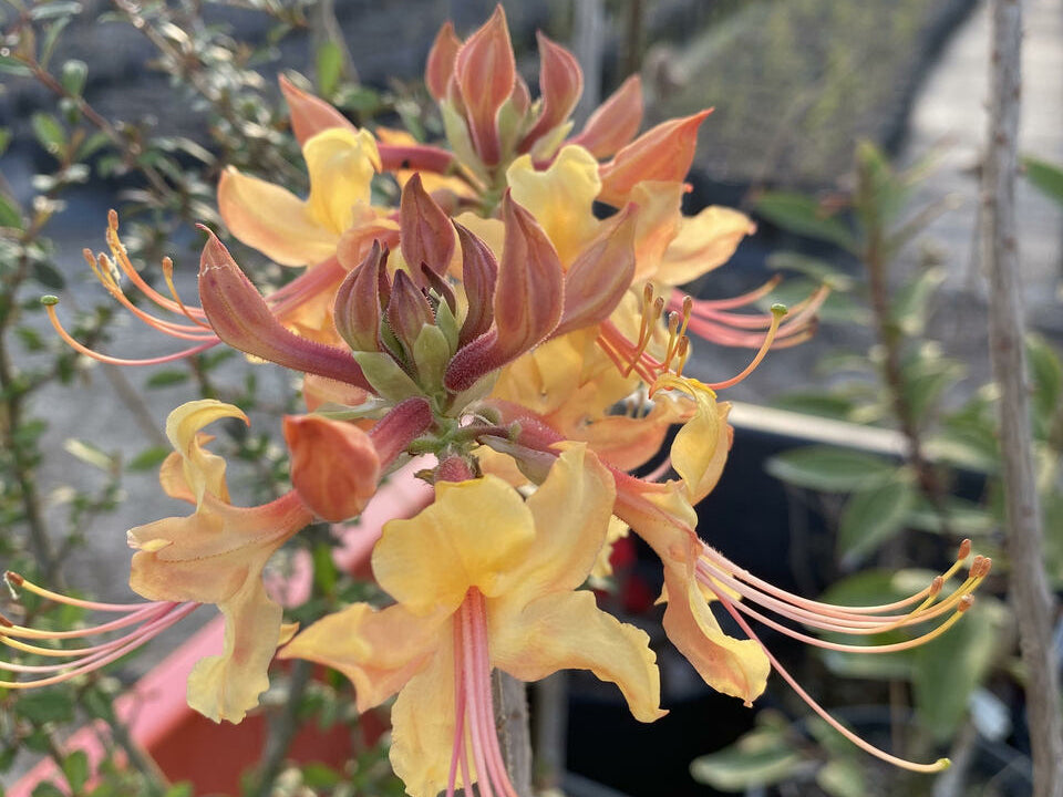 Apricot Austrinum  Mountain Mist Nursery