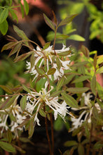 Load image into Gallery viewer, Chocolate Drop (R. canescens)