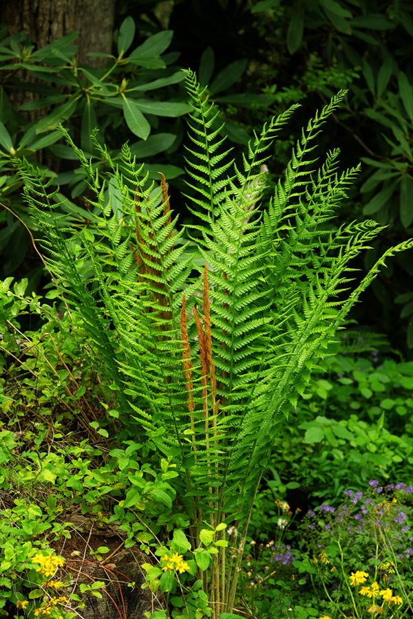 cinnamon fern plant Cinnamon Fern (Osmunda cinnamomea)