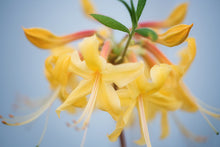 Load image into Gallery viewer, Earl's Calendulaceum Gold (R. calendulaceum)