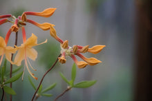 Load image into Gallery viewer, Earl's Calendulaceum Gold (R. calendulaceum)
