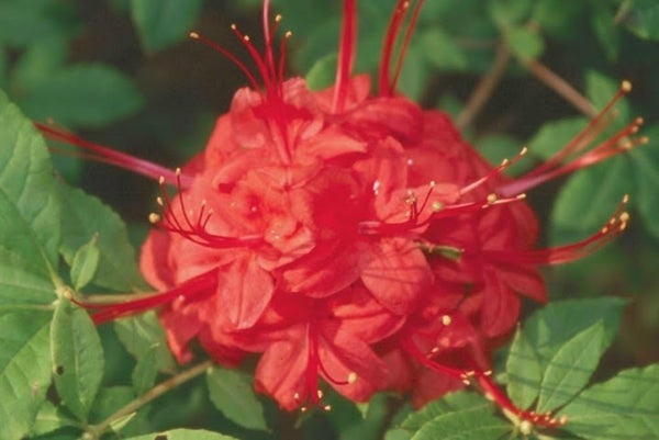 rhododendron boursault Rhododendron, Boursault Catawba Rhododendron 3 GALLON