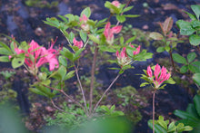 Load image into Gallery viewer, Parade