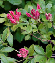 Load image into Gallery viewer, Parade