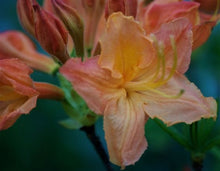 Load image into Gallery viewer, Pierce Whiddon STR 11 34E