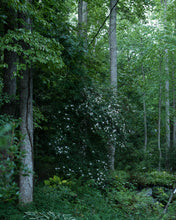 Load image into Gallery viewer, R. arborescens (Sweet Azalea)