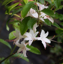 Load image into Gallery viewer, R. arborescens (Sweet Azalea)