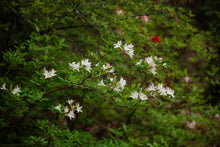 Load image into Gallery viewer, R. atlanticum (Coastal Azalea)
