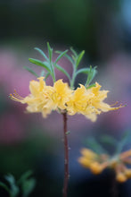Load image into Gallery viewer, R. austrinum (Florida Flame Azalea)
