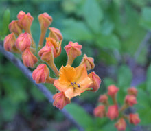 Load image into Gallery viewer, R. calendulaceum (Flame Azalea)