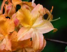 Load image into Gallery viewer, R. calendulaceum (Flame Azalea)