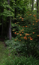 Load image into Gallery viewer, R. calendulaceum (Flame Azalea)