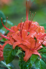 Load image into Gallery viewer, R. prunifolium (Plumleaf Azalea)