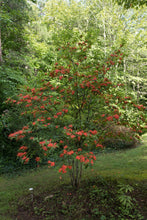 Load image into Gallery viewer, R. prunifolium (Plumleaf Azalea)