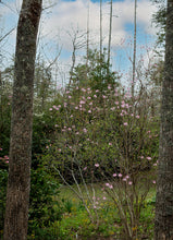Load image into Gallery viewer, R. vaseyi (Pinkshell Azalea)