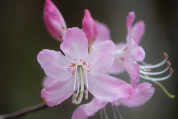 rhododendron vaseyi R. vaseyi (Pinkshell Azalea) – Mountain Mist Nursery