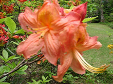 Load image into Gallery viewer, Pierce Whiddon STR 11 34E