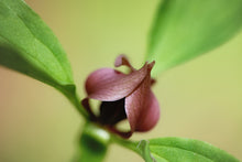 Load image into Gallery viewer, Prairie trillium (T recurvatum)
