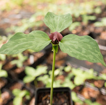 Load image into Gallery viewer, Prairie trillium (T recurvatum)