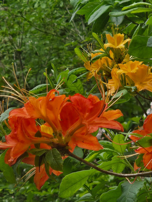 The colors of R. calendulaceum!