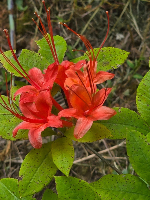 Fall shipping and planting is in sight!