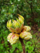 Load image into Gallery viewer, A. J. Boike
