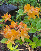 Load image into Gallery viewer, A. J. Boike
