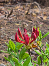 Load image into Gallery viewer, Alabama Crimson
