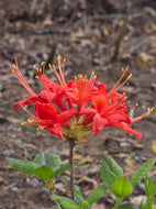 Alabama Crimson