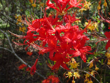 Load image into Gallery viewer, Alabama Crimson

