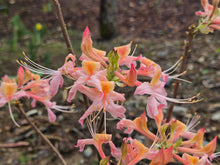 Load image into Gallery viewer, Bob's Soft Pink
