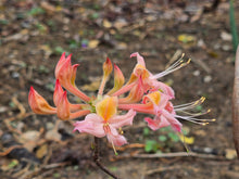 Load image into Gallery viewer, Bob's Soft Pink
