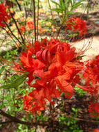 Catherine's Big Orange