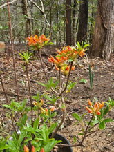 Load image into Gallery viewer, Coleman's Multiflorum
