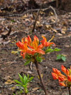 Coleman's Multiflorum