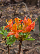 Load image into Gallery viewer, Coleman's Multiflorum

