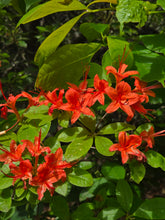 Load image into Gallery viewer, R. cumberlandense, R. bakeri (Cumberland Azalea)
