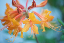 Load image into Gallery viewer, Gayle Lawrence
