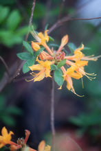 Load image into Gallery viewer, Gayle Lawrence
