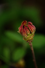 Load image into Gallery viewer, Gayle Lawrence
