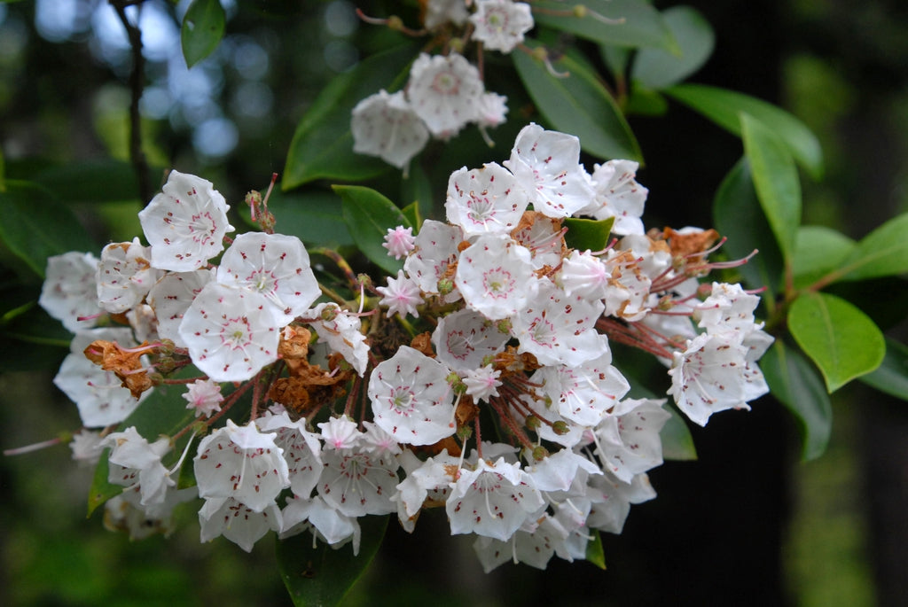 Mountain Laurel