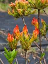 Load image into Gallery viewer, Monet #5 Bob's Precocious Red
