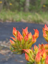 Load image into Gallery viewer, Monet #5 Bob's Precocious Red
