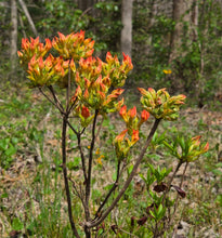 Load image into Gallery viewer, Monet #5 Bob's Precocious Red
