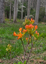Load image into Gallery viewer, Monet #5 Bob's Precocious Red
