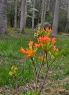 Monet #5 Bob's Precocious Red